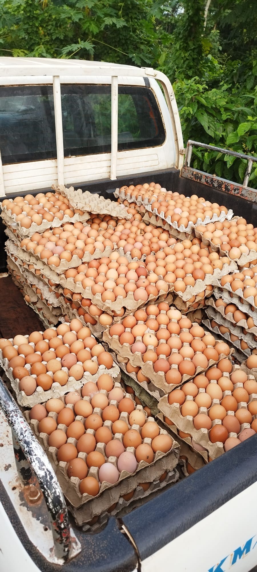 Fondazione Cuore Livio Mazzonetto ONLUS